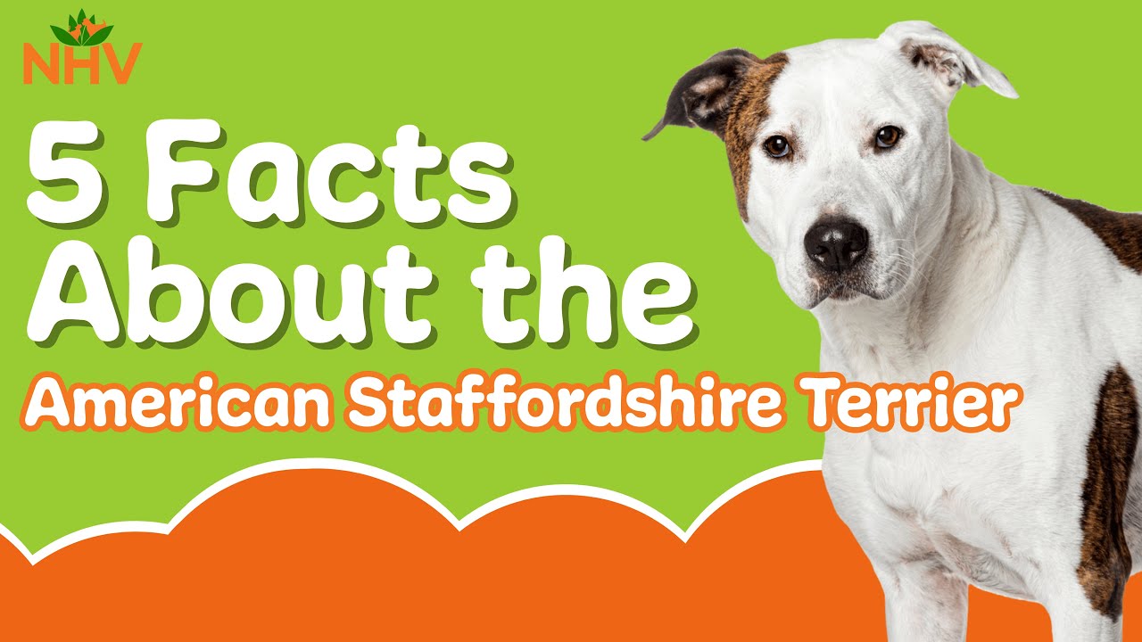 5 Facts About the American Staffordshire Terrier