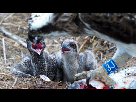 Unequal Feeding in Young Osprey Chicks