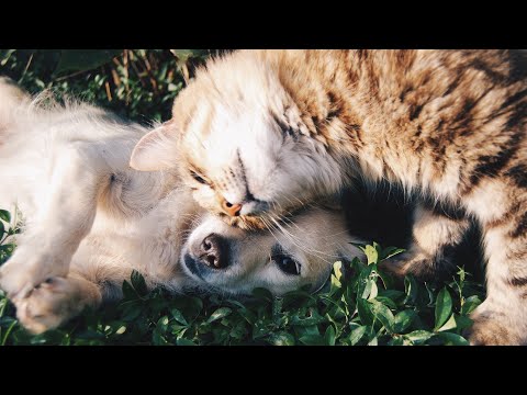 Cats & Dogs 🐈 🐕 NEED YOUR LOVE