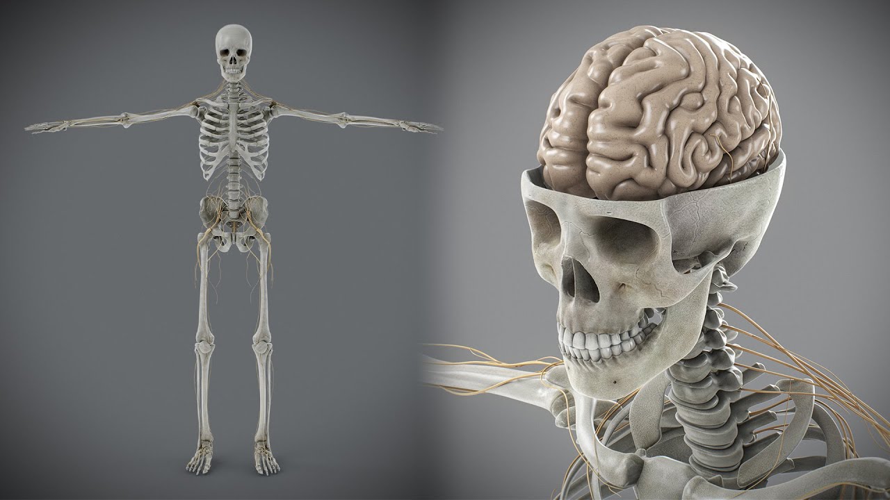 Anatomia scheletrica e nervosa maschile umana Modello 3D
