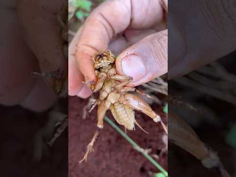 IQ cowboy using fire ants to catch cricket insect