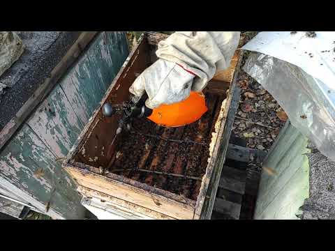 Пчеловодство. Роеловство. Обработка летнего роя от клеща в Октябре после потепления. #shorts #пчелы