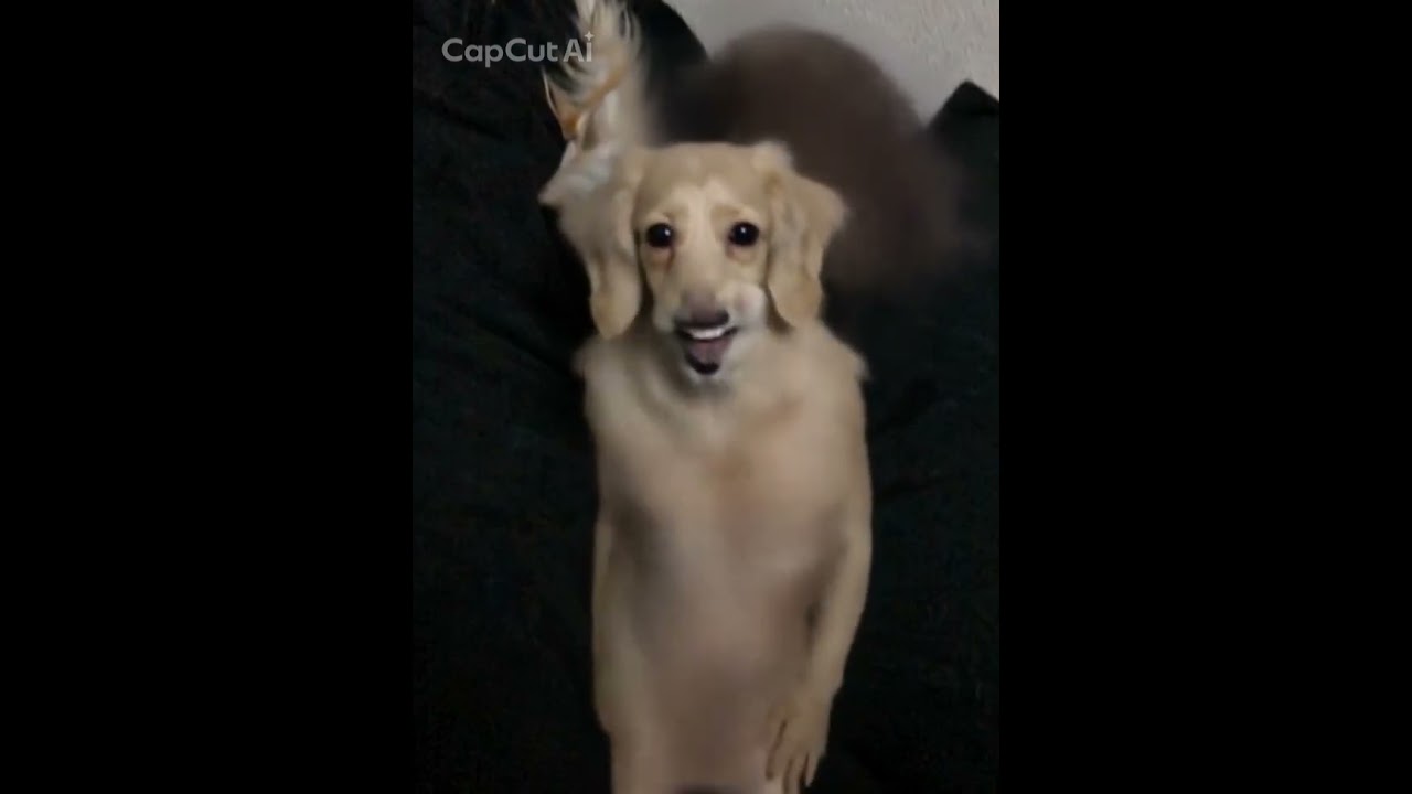 我が家のVanilla🌿可愛い子でした