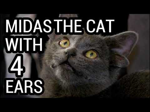 THE CAT WITH 4 EARS | MIDAS | TURKEY