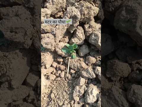 मटर का पौधा after 10 days #satisfying #matar #farming