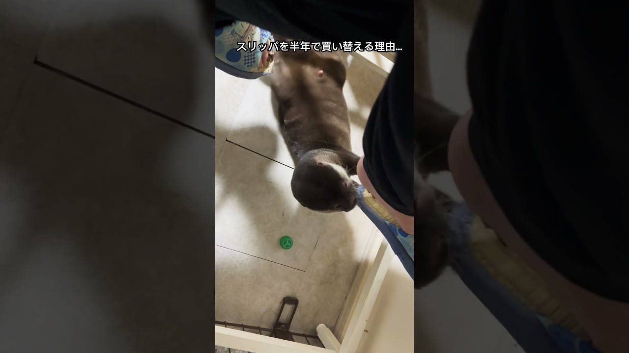 カワウソと暮らすには定期的なスリッパの交換が必要です