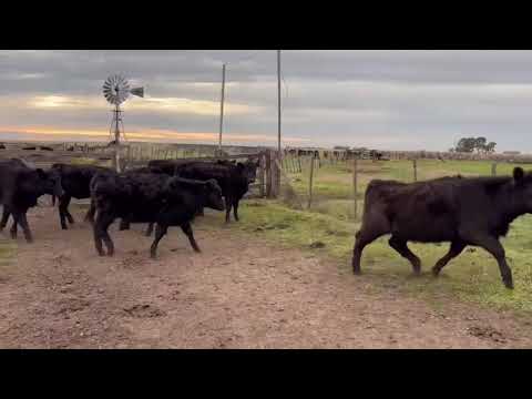 15 TERNERAS 210KG TRES ARROYOS