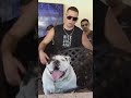 Makaveli The Don ? Nate Diaz shows off his dog ? #shorts