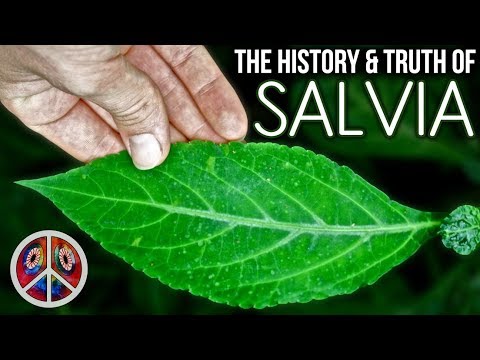 SALVIA | The History & Truth of Salvia Divinorum
