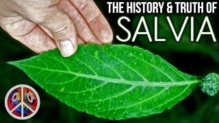 SALVIA | The History &amp; Truth of Salvia Divinorum