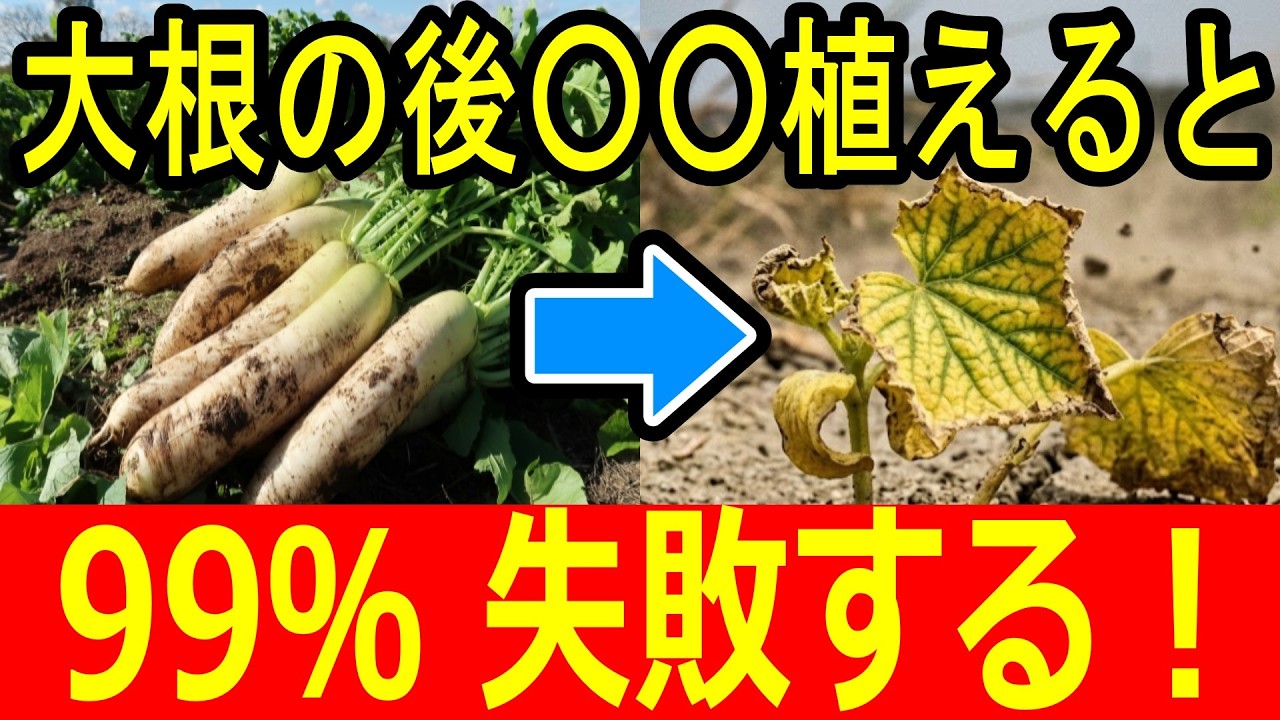 大根の後に植えると失敗する野菜と相性抜群の野菜を解説