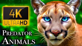 Predator Animals 4K - Meet the Predators Nature's Top Hunters | Scenic Relaxation Film