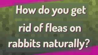 How do you get rid of fleas on rabbits naturally?