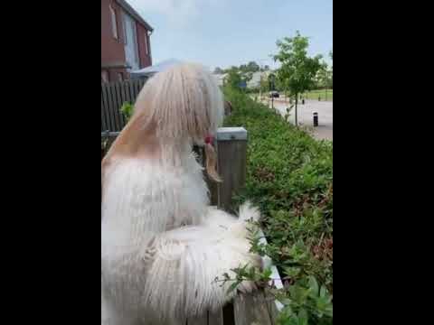 Funny dog with long hair | hadiqqa official