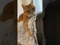 Orange Tabby Cat Is Just Chilling Out