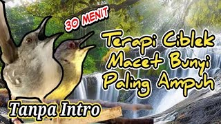 Download lagu Terapi Ciblek Kristal Ciblek Semi Ciblek Bahan Dan Macet Bunyi  || Ciblek Gacor Tembakan AK 47 mp3