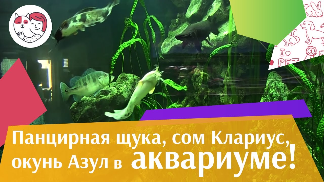 Аквариум с панцирной щукой окунем Азул сомом клариус АкваЛого на ilikePet