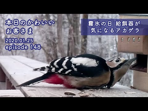 "Hoarfrost Day:A Woodpecker interested in the feeder" Today's Cute Kawaii Visitors Jan 25 2020 ep148