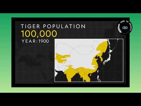 Save the Big Wild Cat: International Tiger Day-   International Tiger Day