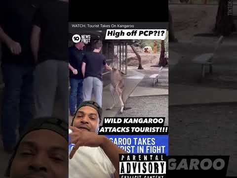 WHEN KANGAROOS ATTACK #australia #kangaroo #tourist