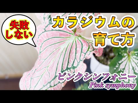 ドワーフローズ「ピンクシンフォニー」 植物