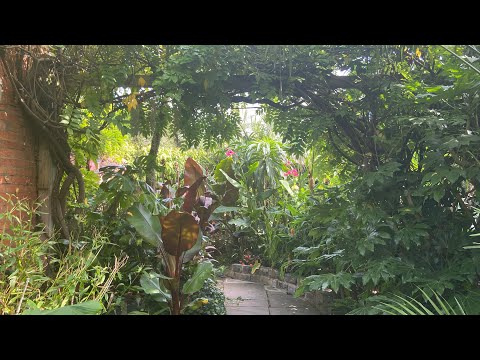 My Favourite UK. Tropical Garden walk throughs of 2022