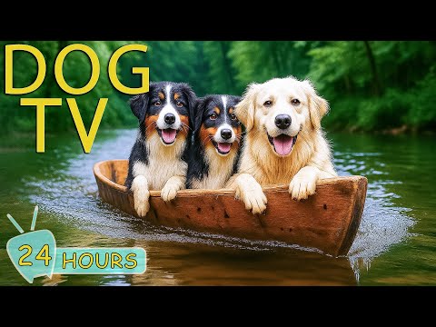 DOG TV: Videos Anti-Stress & Relax to No Prevent Boredom for Dogs Left Home Alone - Music for Dogs