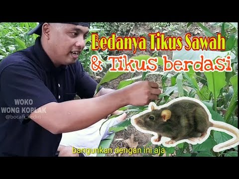 tikus-berdasi-dan-tikus-sawah-pak-ndutt-mukidi-part-6