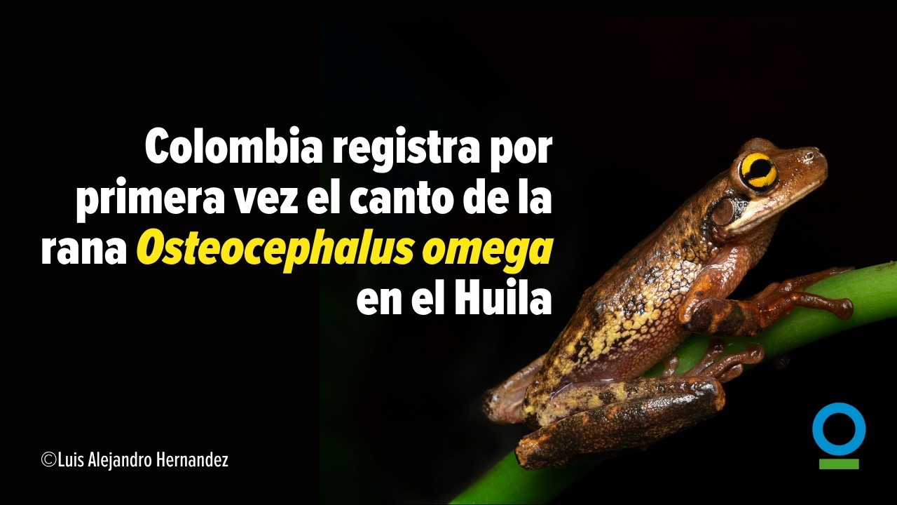 Colombia registra por primera vez el canto de la rana Osteocephalus omega en el Huila