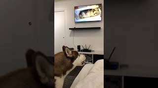 Chewy watching Husky videos