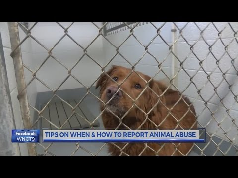Tips on when and how to report animal abuse