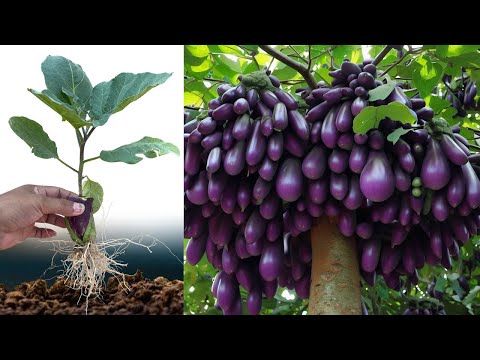 , title : 'Best Techniques Growing Eggplant trees with Banana fruit Using Unique Skill For grow at home'