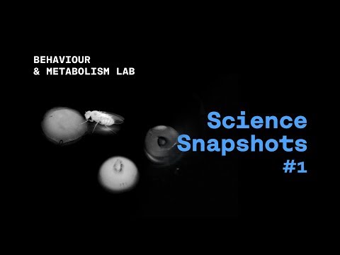 Science Snapshot: Microbial Mind Control / Micróbios Controlam a Mente