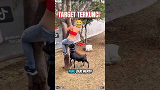 Download lagu Domba Bucin! Cewek Cantik Baju Merah Dikejar Sampai Manjat Pohon 😂🐏 mp3