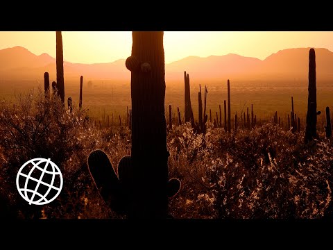 Saguaro National Park, Arizona, USA  [Amazing Places 4K]