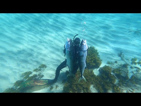 17KG+ KINGFISH SHORE DIVE! Spearfishing & Processing!