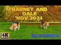 Barney And Dale Brother Reunion Maribor Nov 2024 4K