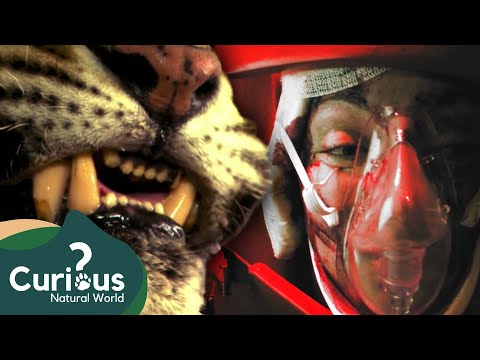 Humans VS Deadly Predators! | Human Prey - Season 1 | MEGA MARATHON | Curious?: Natural World