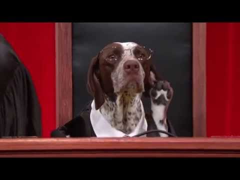 Chief Delphi Realanimalsfakepaws