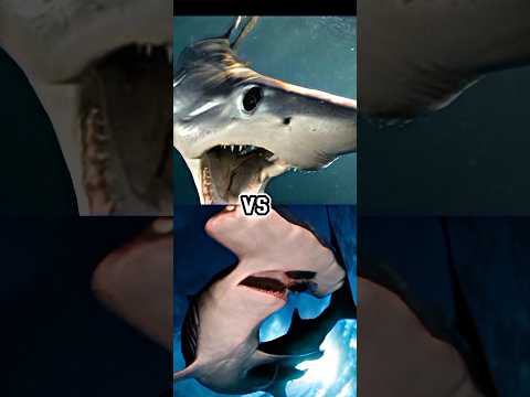 ホホジロザメ VS タイガーシャーク、ブルシャーク、サンドシャーク、マコザメ、ブラックピンシャーク、シュモクザメ。