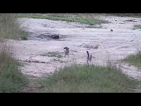 Djuma: Red-billed Hornbills in the road - 07:40 - 03/29/2022