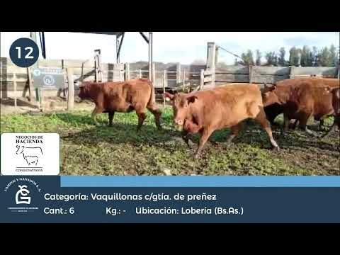 Lote VQ CGP - Lobería Bs As