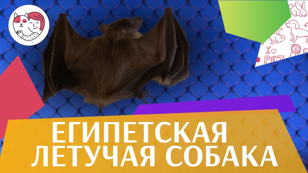 Египетская летучая собака Образ жизни на ilikepet