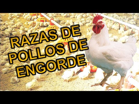 , title : 'RAZAS DE POLLOS DE ENGORDE - Broiler Breeds'