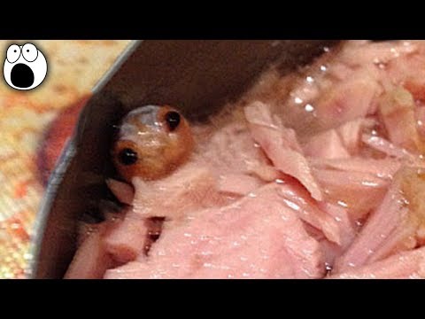 GROSS Things Found In Food