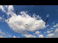 Seagull Sounds Royalty Free Sound Effects