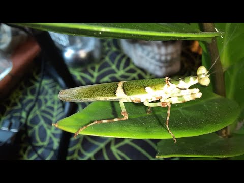 Modlivka pásavá (Theopropus elegans) — video o chove a starostlivosti