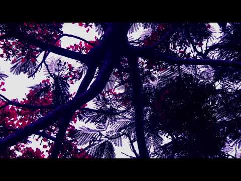 Syke E - Magic in a Forest (Prod.Griesgrammar)
