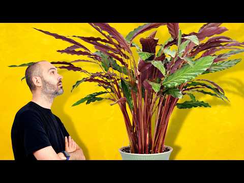 My Secret To Growing This MASSIVE Calathea