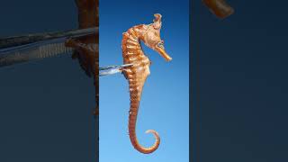 Download lagu Male Seahorse vs Female Seahorse mp3
